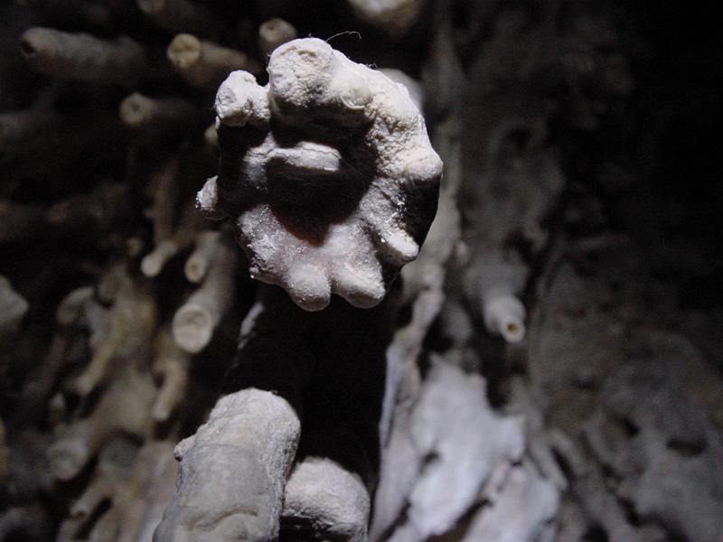 DSC00671.JPG - The carbonic acid in water gradually eats through limesone over time creating the caves and drip features.