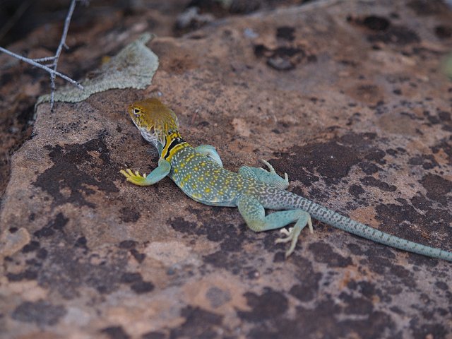 _6233326.JPG - Collard lizard