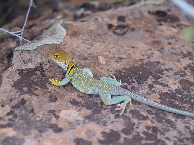 _6233327.JPG - Collard lizard