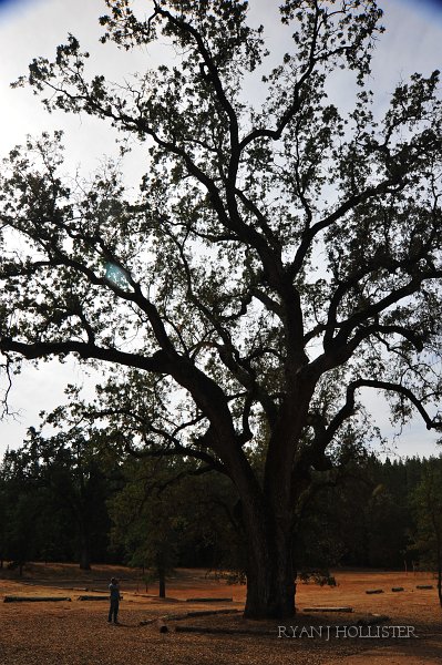 RJH_6155.JPG - After exiting the ground, we stopped at Indian Grinding Rock State Park.  This Oak is HUGE!