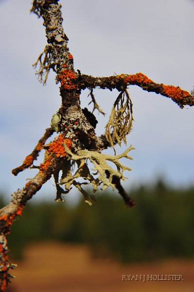 RJH_6164.JPG - Lichen.
