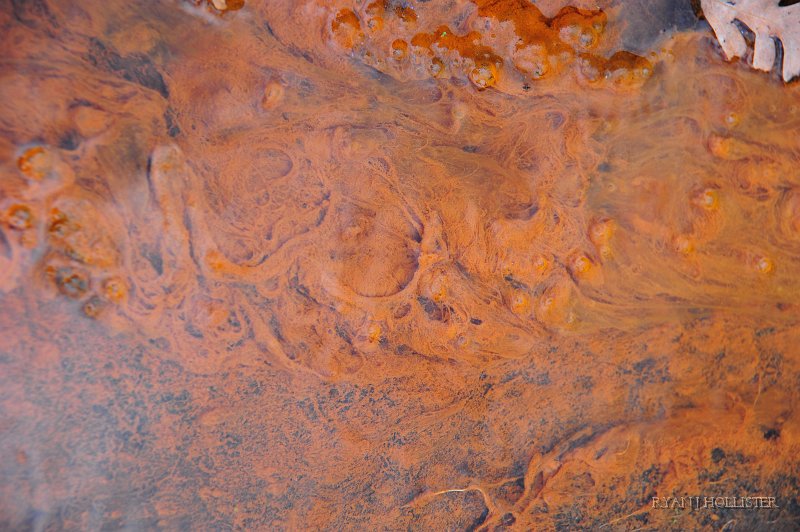 RJH_6170.JPG - Algae in the runoff.