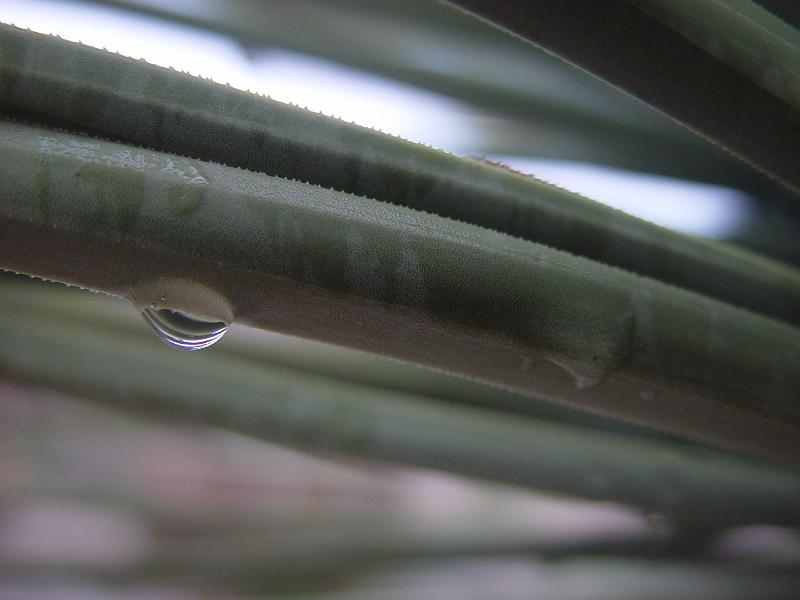003.jpg - These drops are the remnants of the first night's rain on a Joshua Tree.