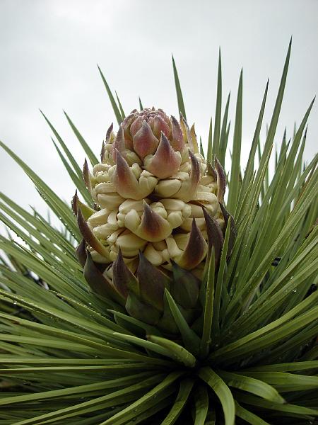 007.jpg - What an unusual, but beautiful blossom.