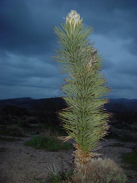 030.jpg - Early morning Joshua tree