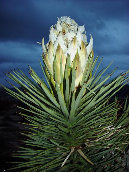 031.jpg - Looks dramatic against the dark blue-gray sky.
