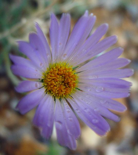 057.jpg - Mojave Aster with rain drops. A very rare site.