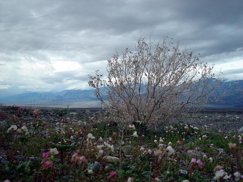 075.jpg - Look at the proliferation of flowers!