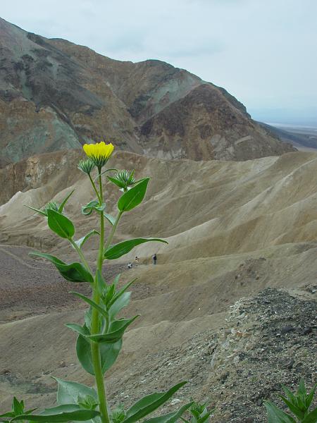 092.jpg - A desert gold stakes it claim.