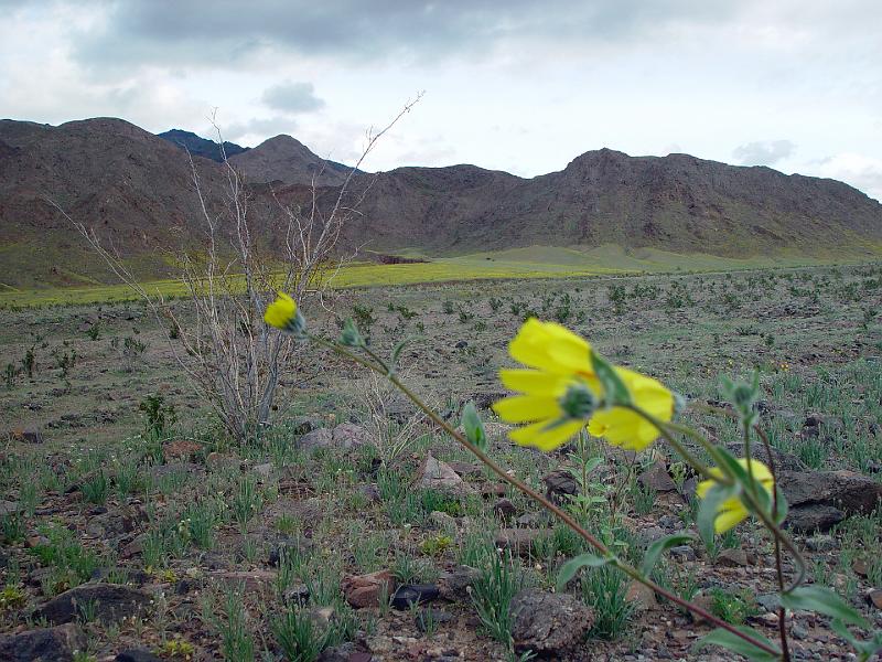135.jpg - The hills were gold and green with Desert Golds.