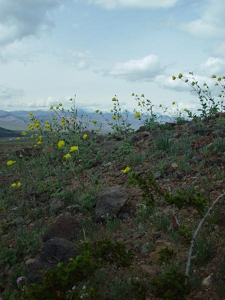 137.jpg - I didn't have a sense at the time, but this was a once in a lifetime wildflower show.