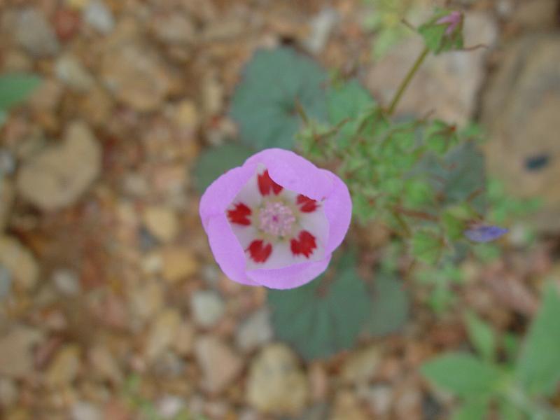 145.jpg - Desert five spot.