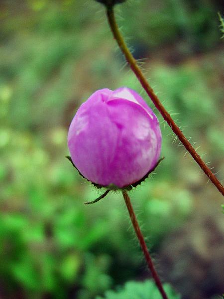 146.jpg - Five spot from the side. They looked like paper lanterns.