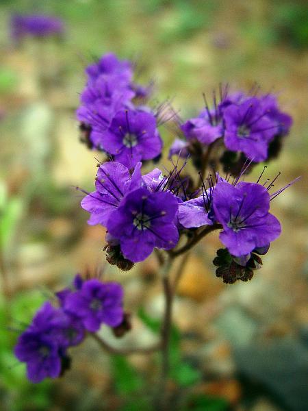 148.jpg - Notch-leaf phacelia.