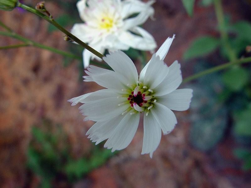 153.jpg - Desert chicory.
