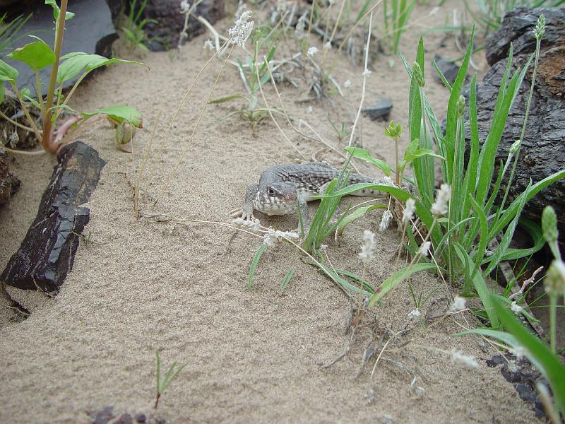 157.jpg - This little guy was cute.