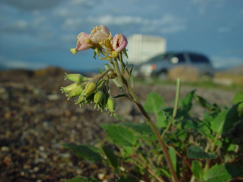 190.jpg - I'm not sure what type of flower this is.