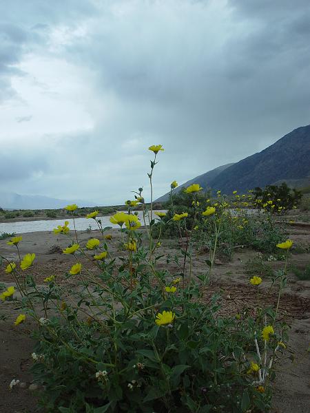 205.jpg - The Amargosa River... normally dry for years on end.