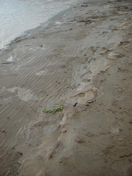 209.jpg - Muddy, ripple-marked shores.