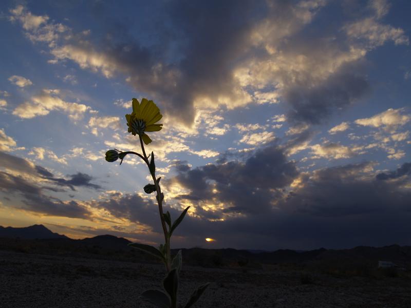 _2170725.JPG - A lone desert gold at sunset.