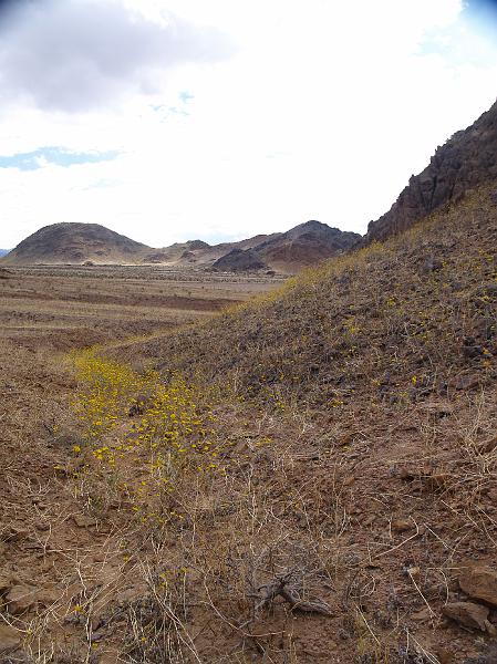 _2190860.JPG - The desert golds tried to make a show of it.