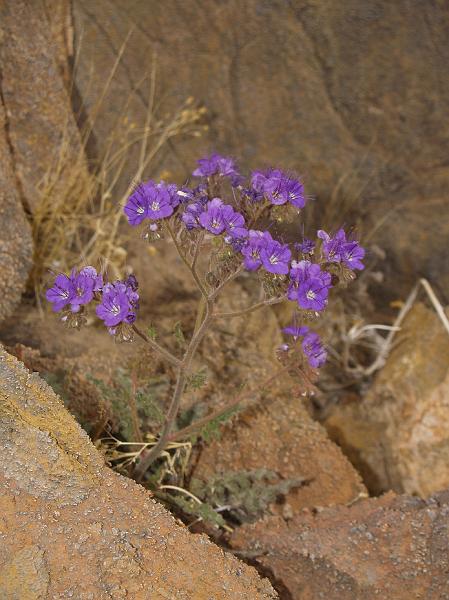 _2190869.JPG - Notch-leaf phacelia.