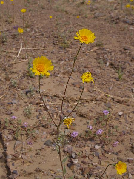 _2190874.JPG - Desert Gold