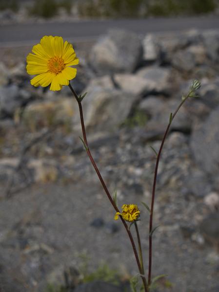 _2190907.JPG - There was also "gold" in them thar hills.