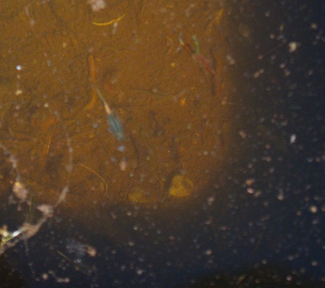 _2150524.JPG - Look closely!  See the neon-blue speck in the middlfe of the photo?  That's a fairy shrimp living in a little pool of rain water within the carved basalt.