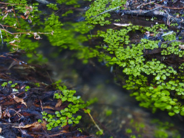 _2150568.JPG - It's quite amazing to be in the hottest, driest place in N. America and find a nice trickle of water that makes itself know for all of 800 meters.