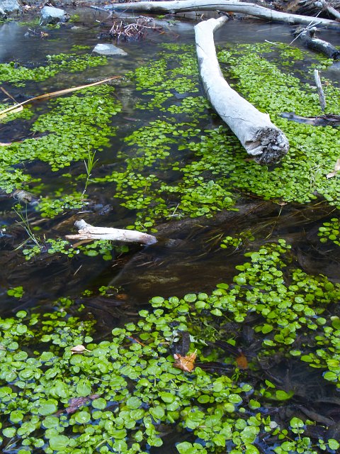 _2150570.JPG - The trail to Darwin Falls requires lots of muddy crossings near the water falls.