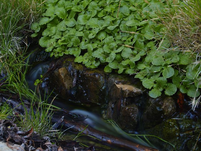 _2150574.JPG - Aquatic life just "springs" up around water.