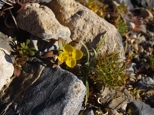 _2170694.JPG - My first wildflower spotting of the trip near mile marker 135.  It's growing among fossils.