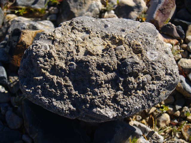 _2170695.JPG - Crinoid fossils in limestone (See google earth for location).