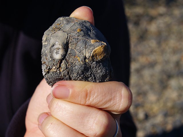 _2170699.JPG - Laura found a cool crinoid with a inner star shape.