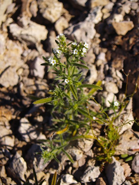 _2170718.JPG - Tiny, itty-bitty desert tobacco (I think).