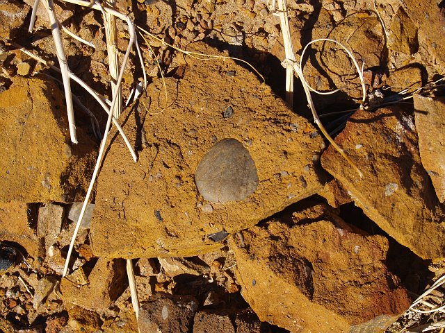 _2170735.JPG - Ah ha!  Dropstones!  These pebbles & boulbers fell out of the bottom of glaciers and settled into the mud.  So what you ask?  Well, during the time this was happening, these rocks were near the equator.  This strongly suggests that earth almost completely froze-over.