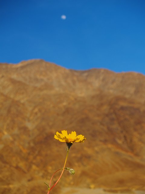 _2170761.JPG - I tried to ge the desert gold & the moon.