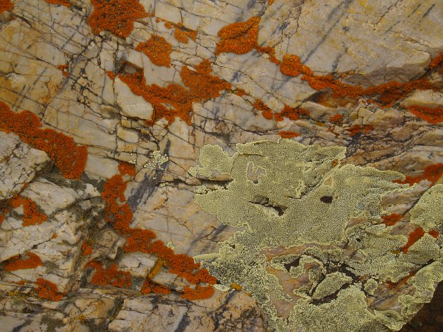 _2180823.JPG - Lichens seem to like the environment up here.
