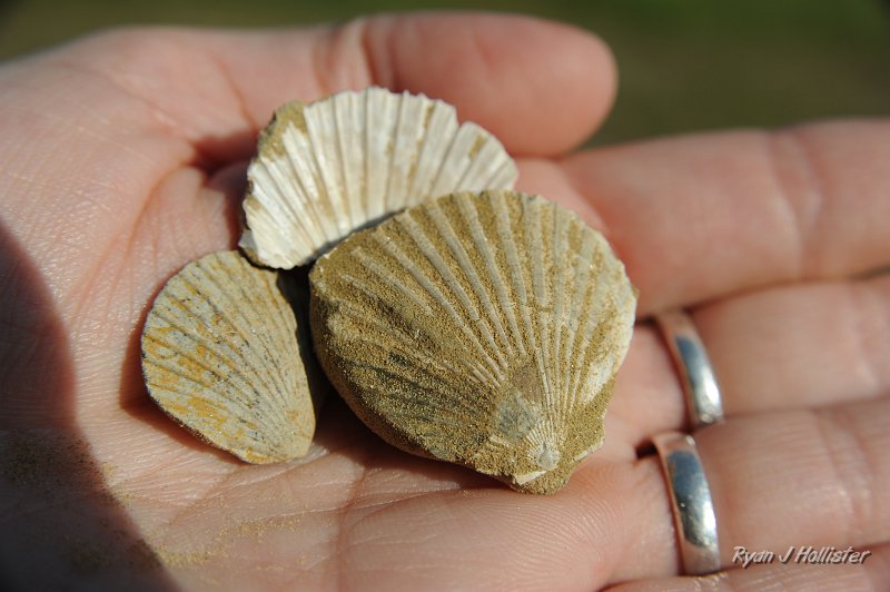 DSC_0023.JPG - Most of the clams were very fragile, but well-preserved.