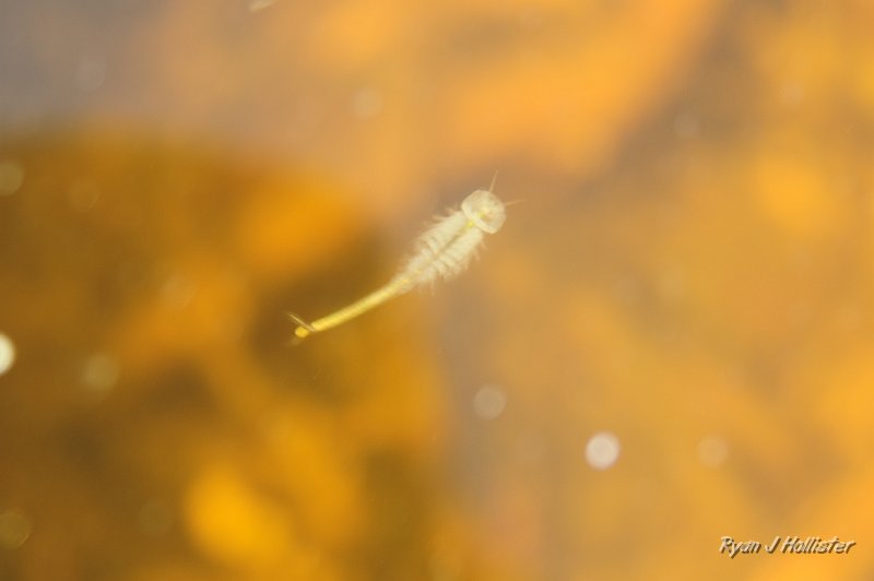 _DSC0052.JPG - This fairy shrimp lives in one of the potholes of the old basalt lava flows.  What a crazy & brief existence.  The pool was about 15 inches wide and maybe 6 inches deep.