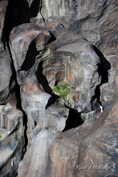_DSC0064.JPG - Some of the potholes catch sediment and allow interesting plants to grow within them.