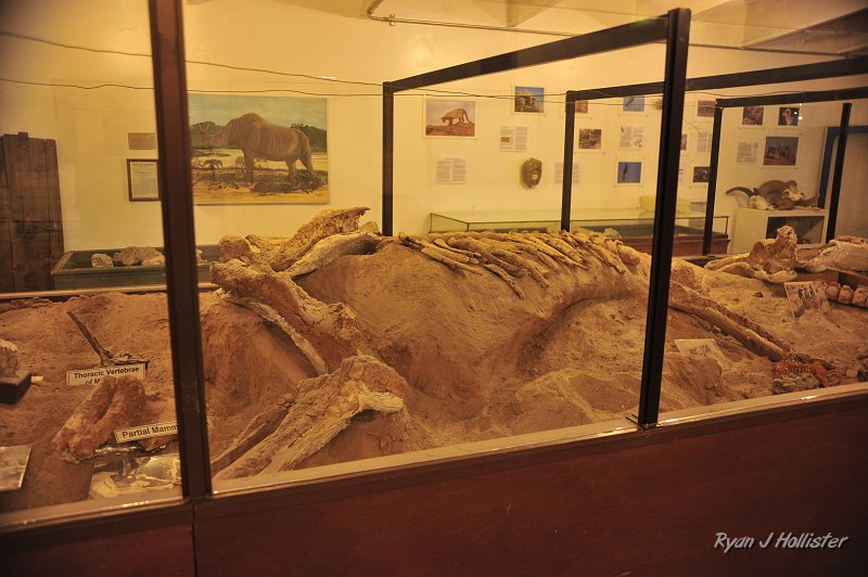 _DSC0091.JPG - Back to Shoshone, CA for a potty stop and gas.  The town has an awesome museum with a great mammoth fossil taken out the Tacopa Lake sediments.