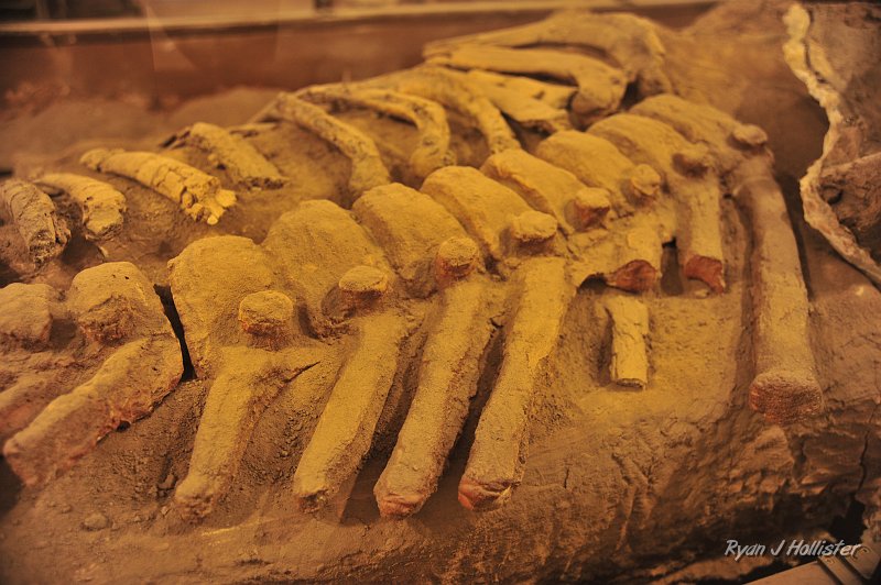 _DSC0093.JPG - A close-up of a mammoth spine.