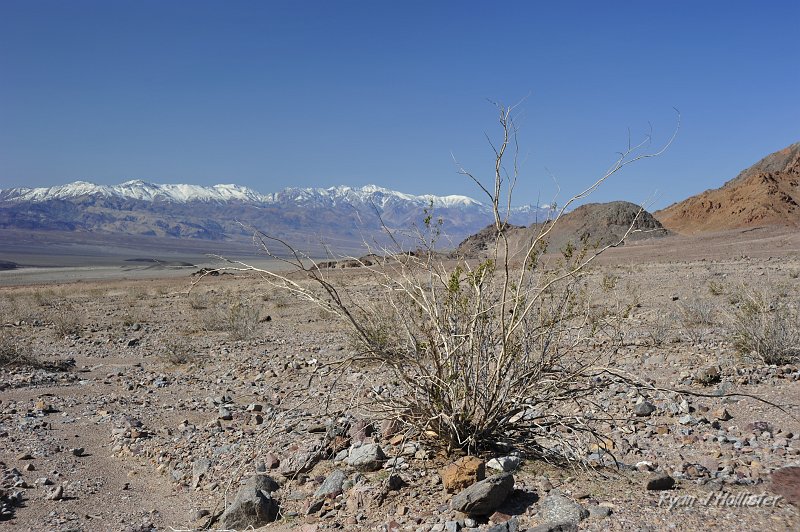 _DSC0101.JPG - The Panamints with Lots of snow.