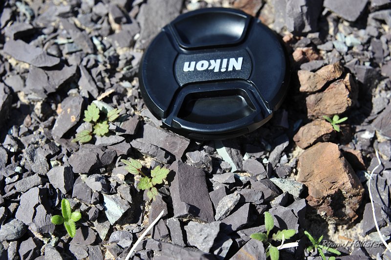 _DSC0112.JPG - Notice all the seedlings?  March and April should be an amazing wildflower show!