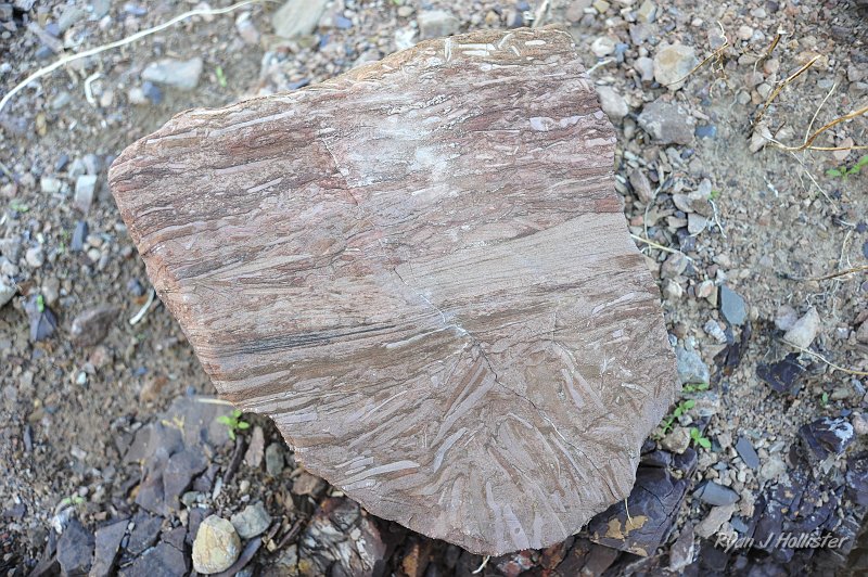 _DSC0118.JPG - We found this very interesting rock on the way down from our little hike. What's interesting about it? We'll zoom-in on the next picture.
