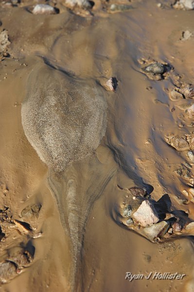 _DSC0132.JPG - An interesting mud/silt pattern left by the receding waters of the Amargosa River.