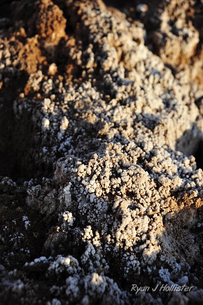_DSC0161.JPG - Fresh salt growing next to the walkway along the playa at Badwater.