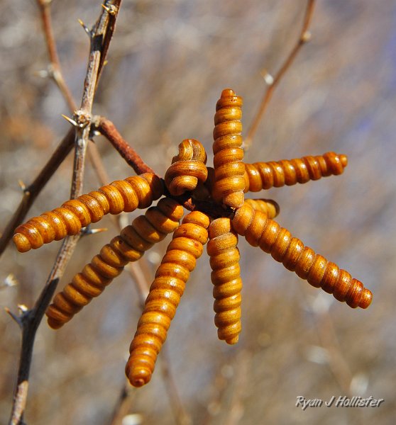 _DSC0194.JPG - Day four!  Off to Ash Meadows in Nevada.  There were some very interesting seed pods on the trees surrounding the visitors center.